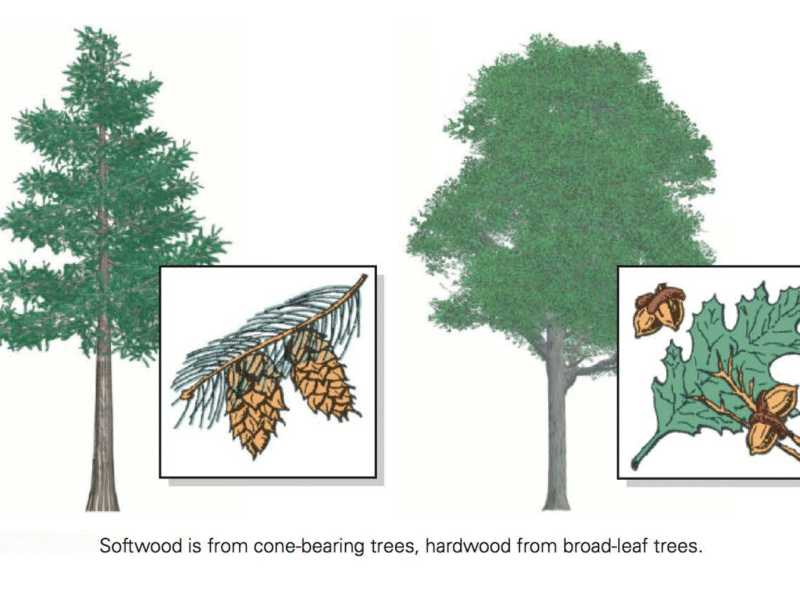 softwood and hardwood