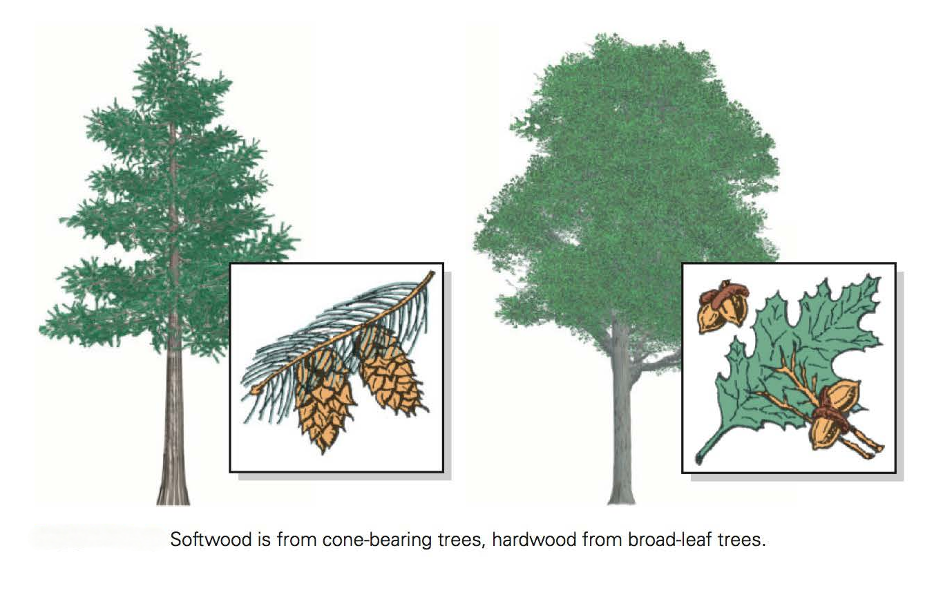 softwood and hardwood
